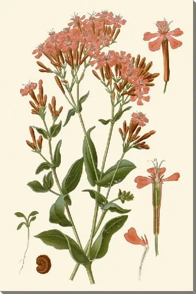 Картина Муха-ловилка (1896-1897)