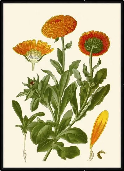Картина Мэриголд (1896-1897)