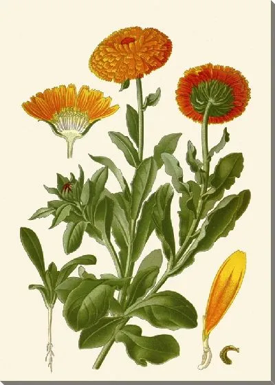 Картина Мэриголд (1896-1897)