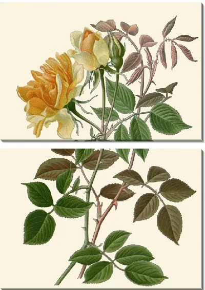 Картина Нуазетт Роуз (1896-1897)