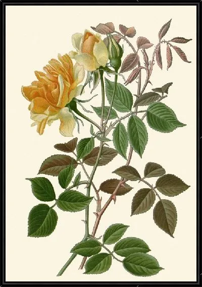 Картина Нуазетт Роуз (1896-1897)