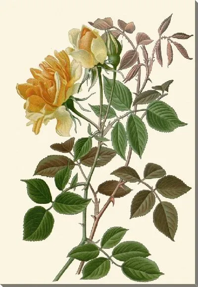 Картина Нуазетт Роуз (1896-1897)