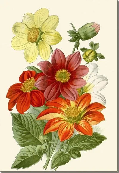 Картина Одиночный Георгин (1896-1897)