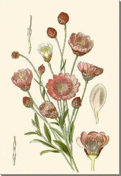 Картина Однолетний бессмертник (1896-1897)