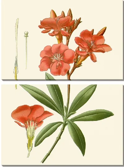 Картина Олеандр (1896-1897)