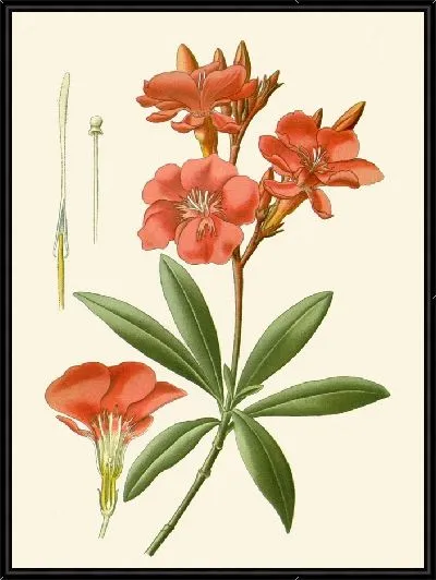 Картина Олеандр (1896-1897)