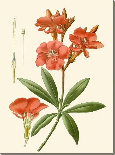 Картина Олеандр (1896-1897)