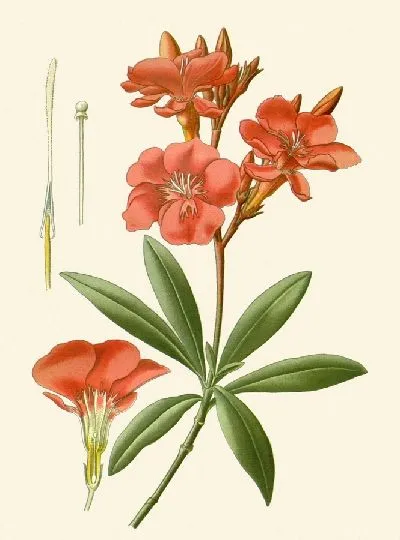 Картина Олеандр (1896-1897)