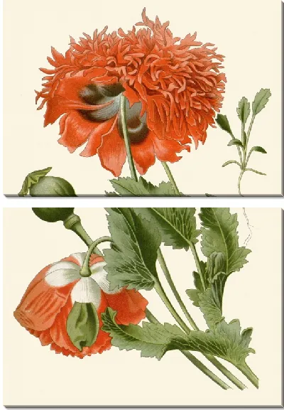 Картина Мак на светлом фоне (1896-1897)