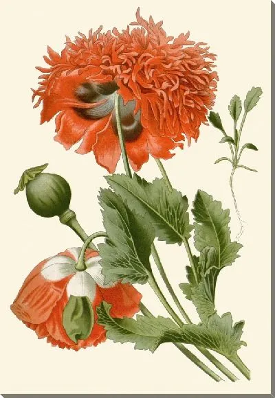 Картина Мак на светлом фоне (1896-1897)