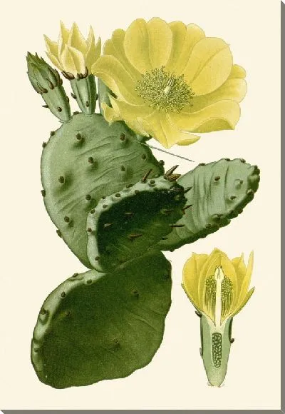 Картина Опунция обыкновенная (1896-1897)