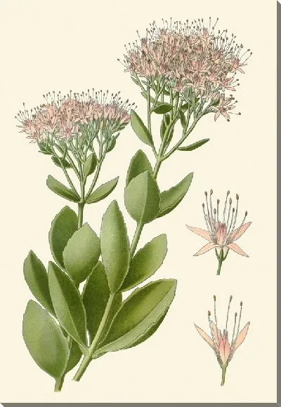 Картина Очиток эффектный (1896-1897)