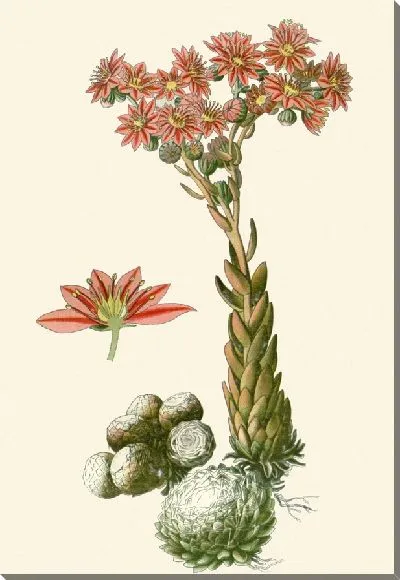 Картина Паутина Хаулика (1896-1897)