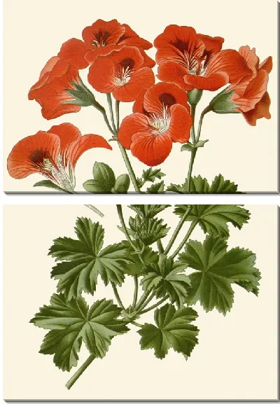 Картина Пеларгония крупноцветковая (1896-1897)