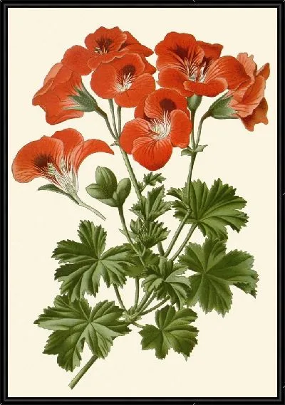 Картина Пеларгония крупноцветковая (1896-1897)