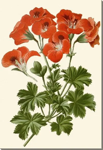 Картина Пеларгония крупноцветковая (1896-1897)