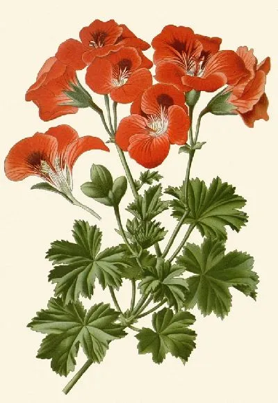 Картина Пеларгония крупноцветковая (1896-1897)