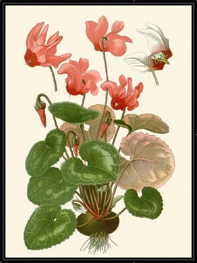 Картина Персидский цикломен (1896-1897)