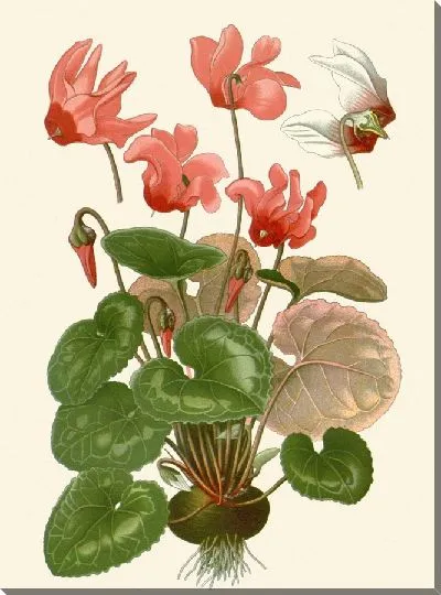 Картина Персидский цикломен (1896-1897)