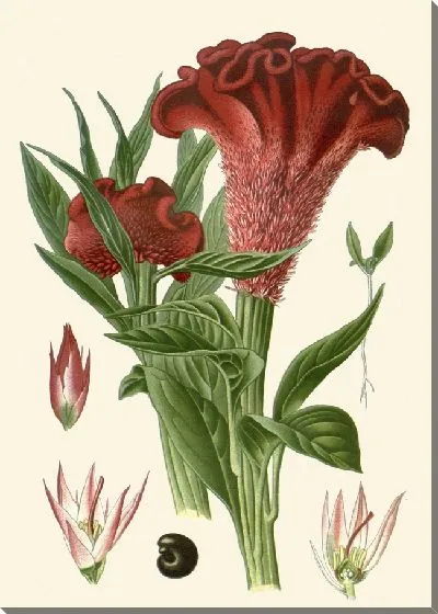 Картина Петушиный гребень (1896-1897)