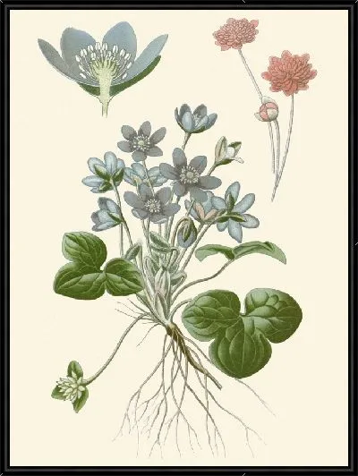 Картина Печеночница обыкновенная (1896-1897)