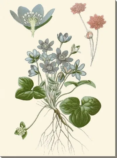 Картина Печеночница обыкновенная (1896-1897)