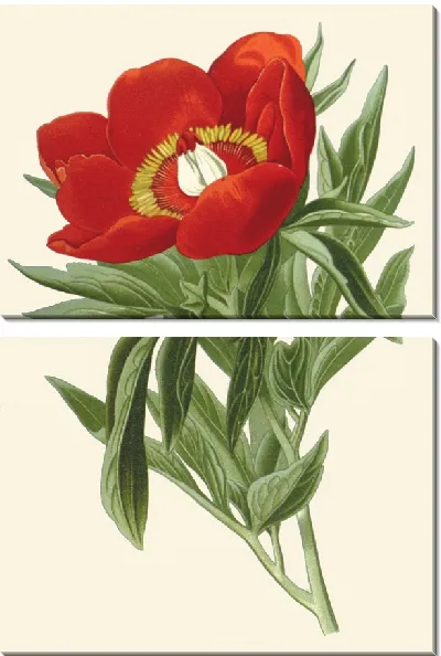 Картина Пион обыкновенный (1896-1897)