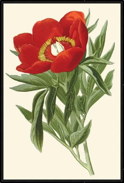 Картина Пион обыкновенный (1896-1897)
