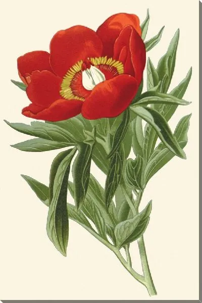 Картина Пион обыкновенный (1896-1897)