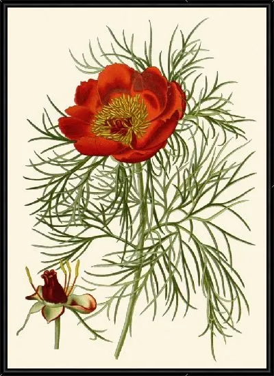 Картина Пион узколистный (1896-1897)