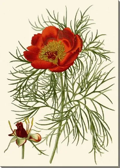 Картина Пион узколистный (1896-1897)