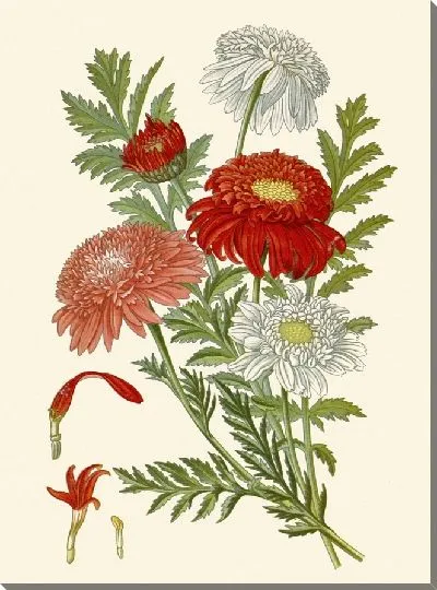 Картина Пиретрум розовый (1896-1897)