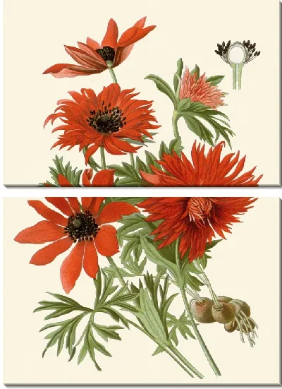 Картина Пламенный анемон (1896-1897)