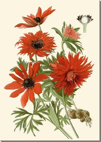 Картина Пламенный анемон (1896-1897)