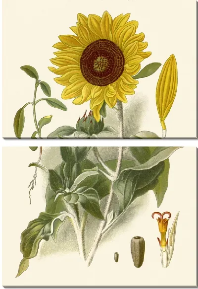 Картина Подсолнух серебристолистный (1896-1897)