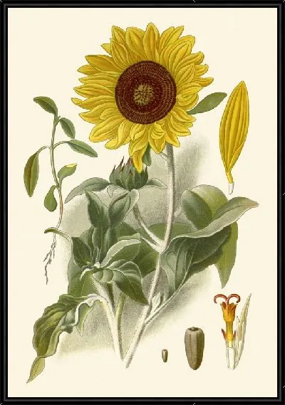 Картина Подсолнух серебристолистный (1896-1897)