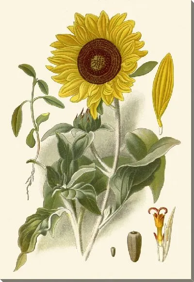 Картина Подсолнух серебристолистный (1896-1897)