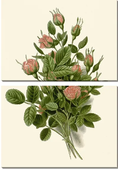 Картина Помпон Роуз (1896-1897)
