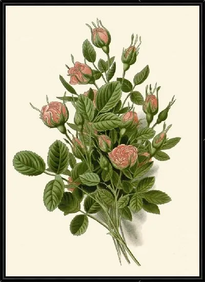 Картина Помпон Роуз (1896-1897)