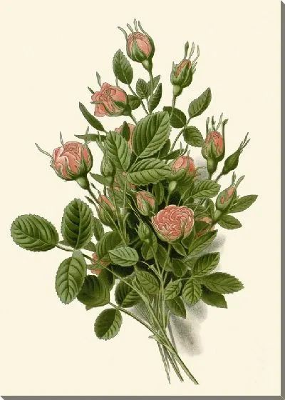 Картина Помпон Роуз (1896-1897)