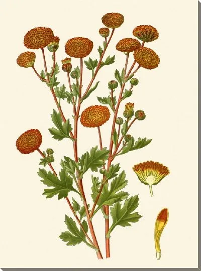 Картина Помпоновая хризантема (1896-1897)