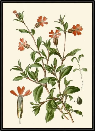 Картина Поникшая муха-ловилка (1896-1897)