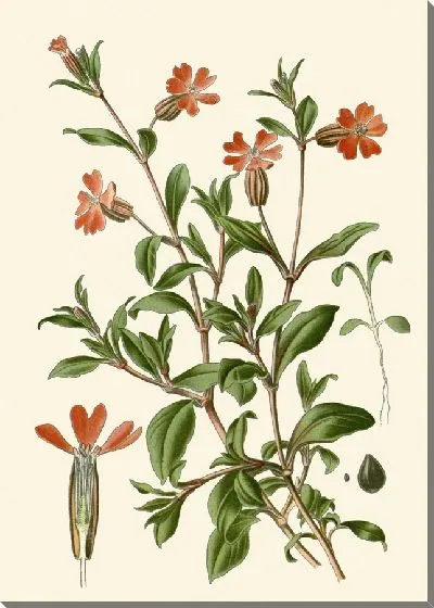 Картина Поникшая муха-ловилка (1896-1897)