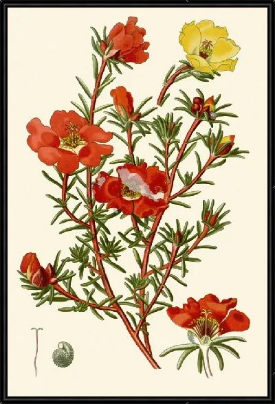 Картина Портулак (1896-1897)