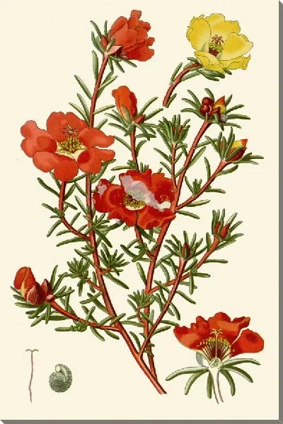 Картина Портулак (1896-1897)