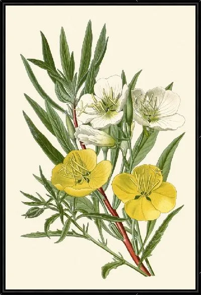 Картина Примулы вечерние (1896-1897)