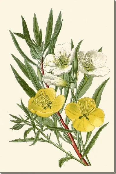 Картина Примулы вечерние (1896-1897)