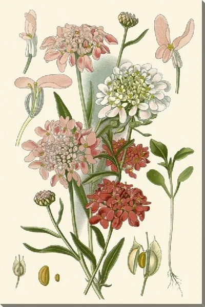 Картина Пурпурный кандитуф, обыкновенный кандитуф (1896-1897)