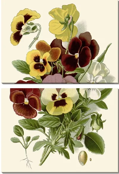 Картина Пэнси (1896-1897)