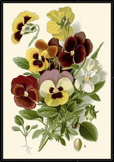 Картина Пэнси (1896-1897)